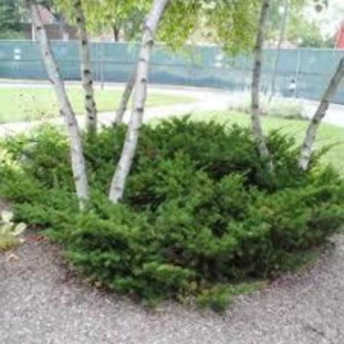 Taunton Yew - Taxus x media 'Tauntonii' from EC Browns Nursery