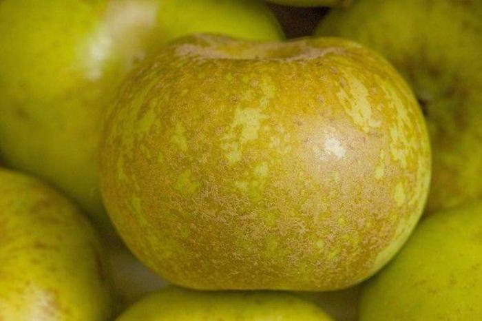 Roxbury Russett Apple - Apple 'Roxbury Russett' from EC Browns Nursery