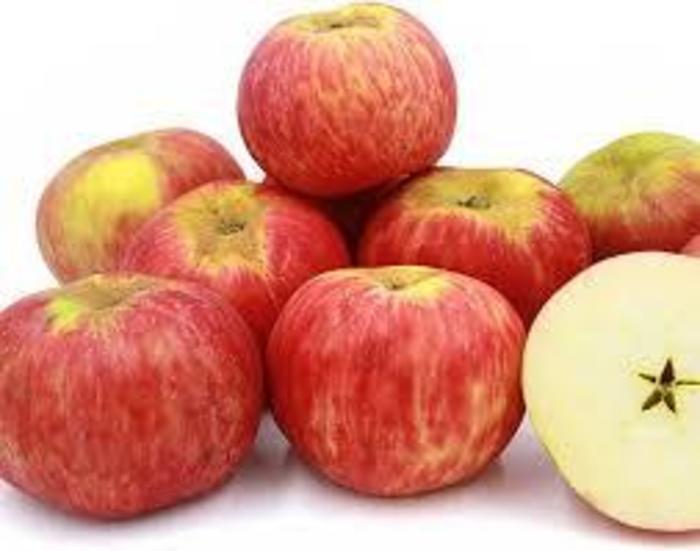 Gravenstein Apple - Apple 'Gravenstein' from EC Browns Nursery