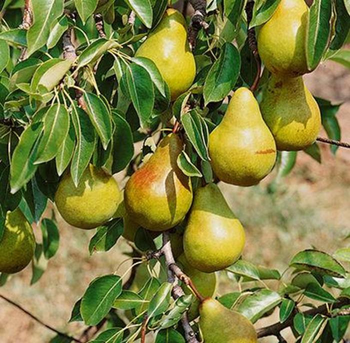 Bartlett Pear - Pyrus x 'Bartlett' from EC Browns Nursery