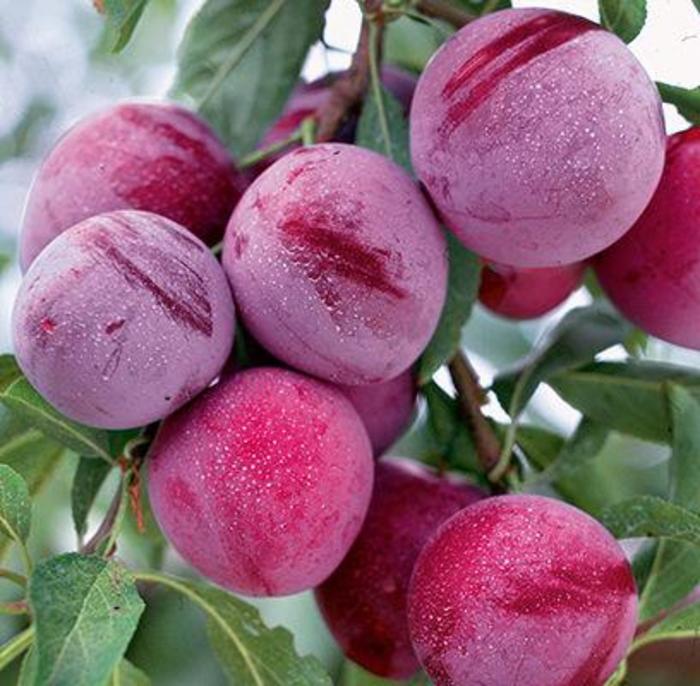 Superior Plum - Prunus domestica 'Superior' from EC Browns Nursery