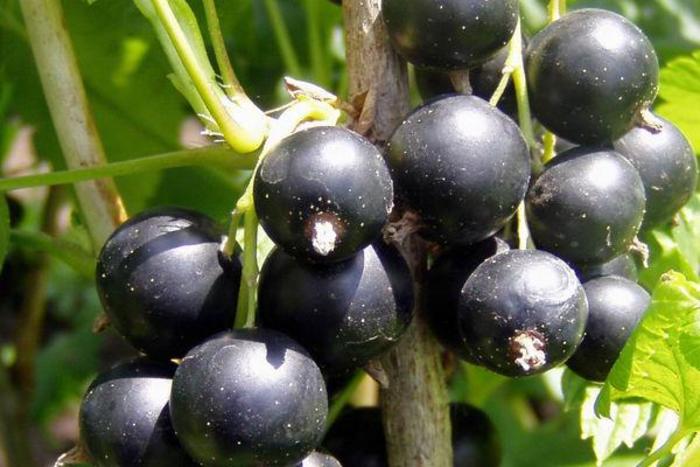 Titania Black Currant - Ribes nigra 'Titania' from EC Browns Nursery