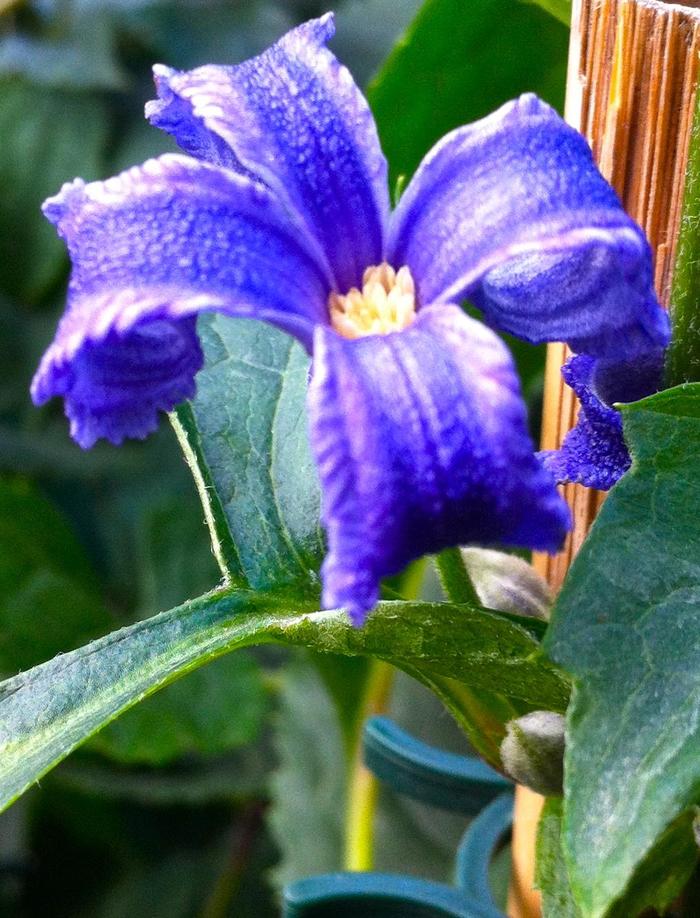 Tube Clematis - Clematis heracleifolia davidiana from EC Browns Nursery