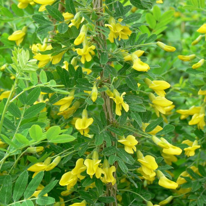 Greenspires Siberian Peashrub - Caragana arborescens 'Greenspires' from EC Browns Nursery