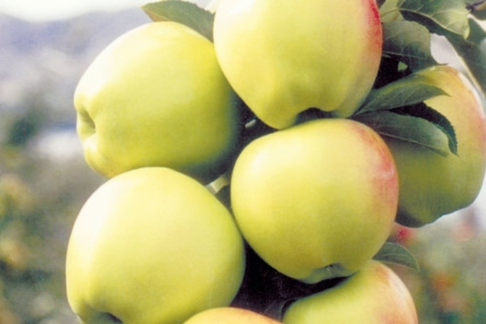 Ginger Gold SD Apple - Apple 'Ginger Gold' from EC Browns Nursery