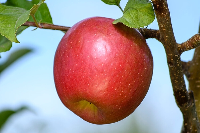 Aztec Red Fuji Apple - Apple 'Aztec Fuji' from EC Browns Nursery