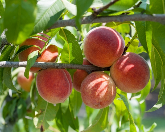  Red Haven Peach - Peach (Pyrus) ' Redhaven' from EC Browns Nursery