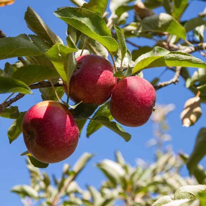Red Rome SD Apple - Apple 'Red Rome' from EC Browns Nursery