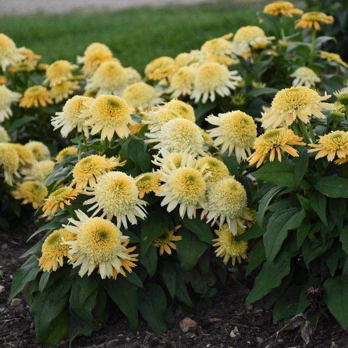 Double Coded&trade; 'Butter Pecan' - Echinacea (Coneflower) from EC Browns Nursery