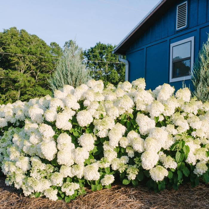 Little Hottie&reg; - Hydrangea paniculata 'Bailpanone' PP32549 from EC Browns Nursery