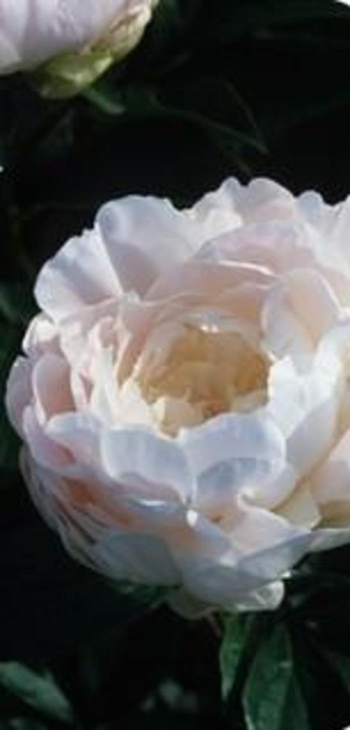 Peony - Paeonia lactiflora 'Autens Pride' from EC Browns Nursery
