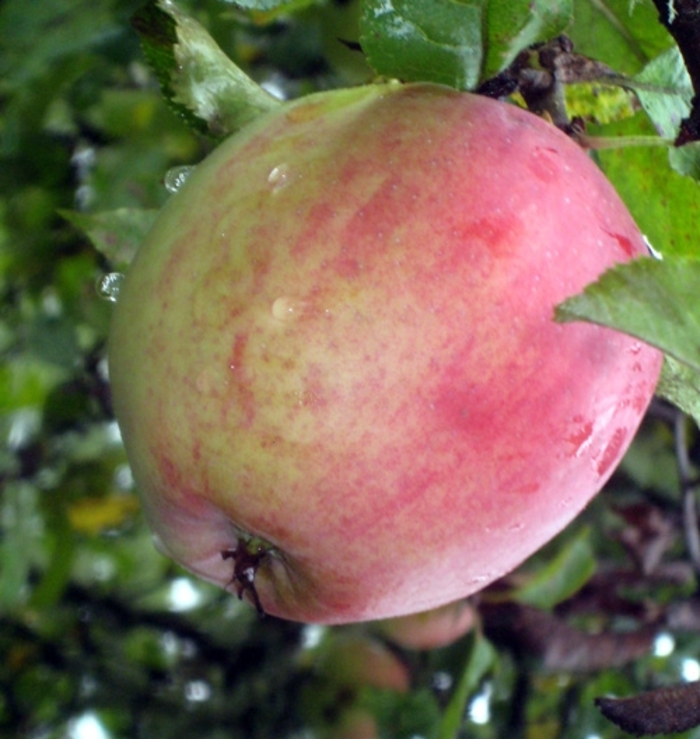 King SD Apple - Apple 'King' from EC Browns Nursery