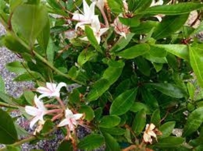 Hot Ginger & Dynamite - Azalea arborescens 'Hot Ginger & Dynamite' from EC Browns Nursery
