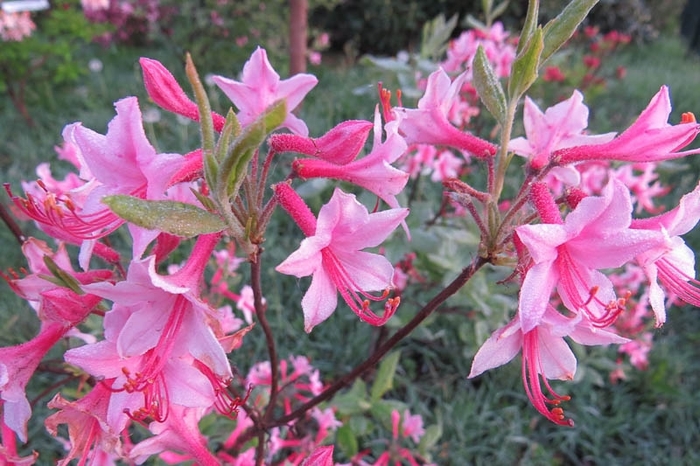 Roseshell Azalea - Azalea roseum (prinophyllum) from EC Browns Nursery