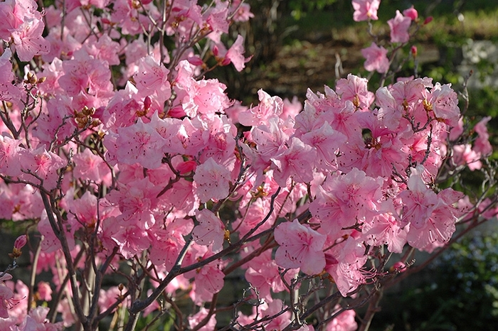 Cornell Pink Azalea - Azalea 'Cornell Pink' from EC Browns Nursery