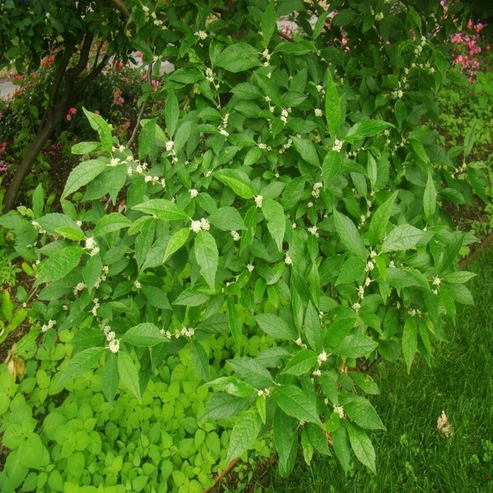 Jim Dandy MALE Winterberry - Ilex verticillata ''Jim Dandy'' from EC Browns Nursery