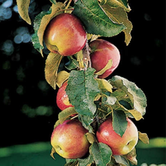 Scarlet Sentinel Apple - Apple x 'Scarlet Sentinel' from EC Browns Nursery