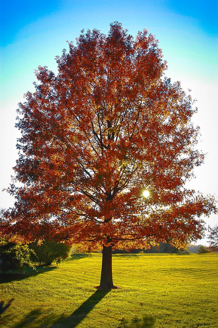PIN OAK - Quercus palustris from EC Browns Nursery
