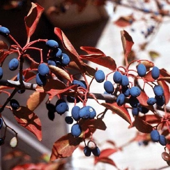 Blackhaw - Viburnum prunifolium from EC Browns Nursery