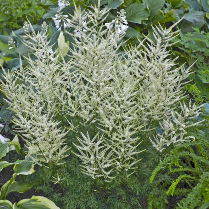 Fairy Hair Goatsbeard - Aruncus dioicus 'Fairy Hair' from EC Browns Nursery