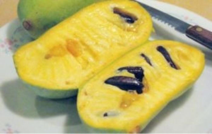PawPaw - Asimina triloba from EC Browns Nursery