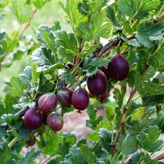 Jeanne - Ribes x 'Jeanne' from EC Browns Nursery