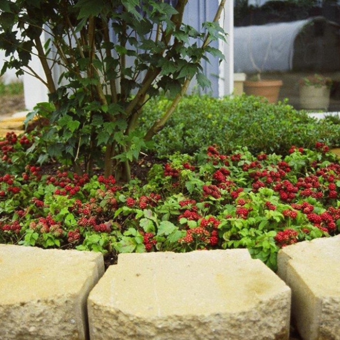 Valentina Groundcover Raspberry - Rubus 'Valentina' from EC Browns Nursery
