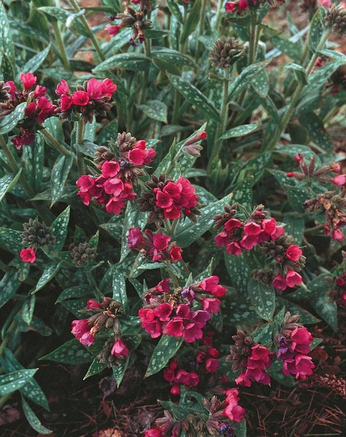 ''Raspberry Splash'' Lungwort - Pulmonaria longifolia from EC Browns Nursery