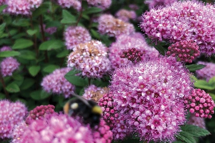 Poprocks Petite Spirea - Spirea x POPROCKS 'Petite' from EC Browns Nursery