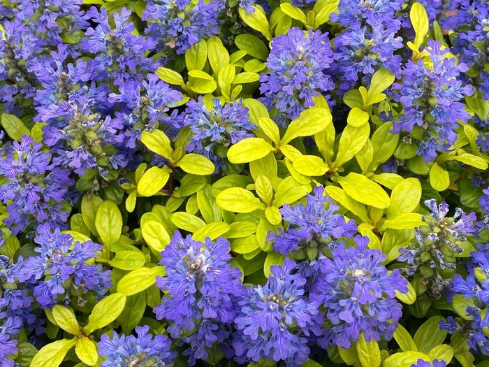 Ajuga - 'Feathered Friends 'Cordial Canary'' from EC Browns Nursery