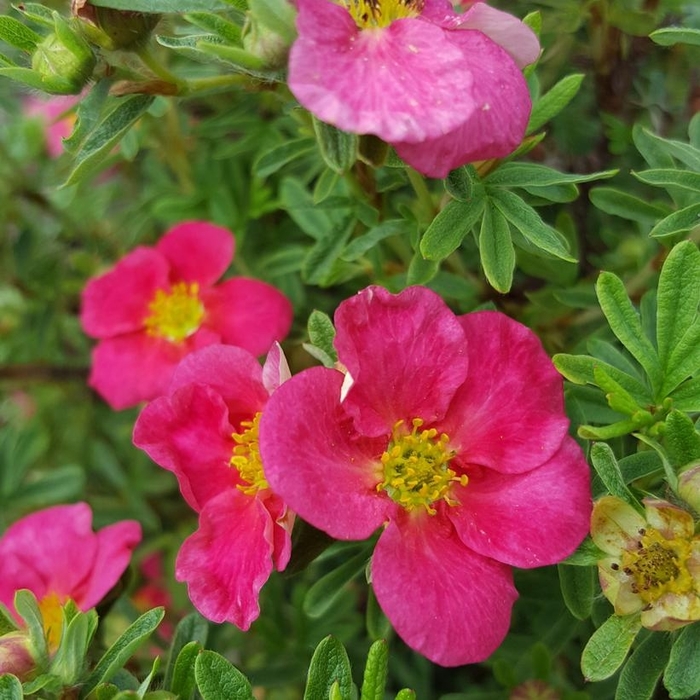 BELLA BELLIMISIMA POTENTILLA - Potentilla fruticosa 'Bella Bellimissima' from EC Browns Nursery