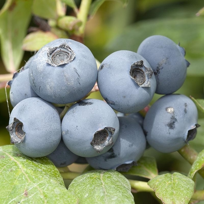 Chanticleer Blueberry - Vaccinium corymbosum 'Chanticleer' from EC Browns Nursery