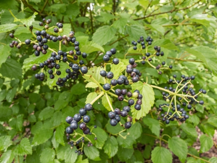 Arrowwood Viburnum - Viburnum dentatum from EC Browns Nursery