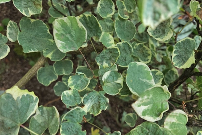 Variegated Redbud Hazel - Disanthus cercidifolius 'Ena Nishiki' from EC Browns Nursery