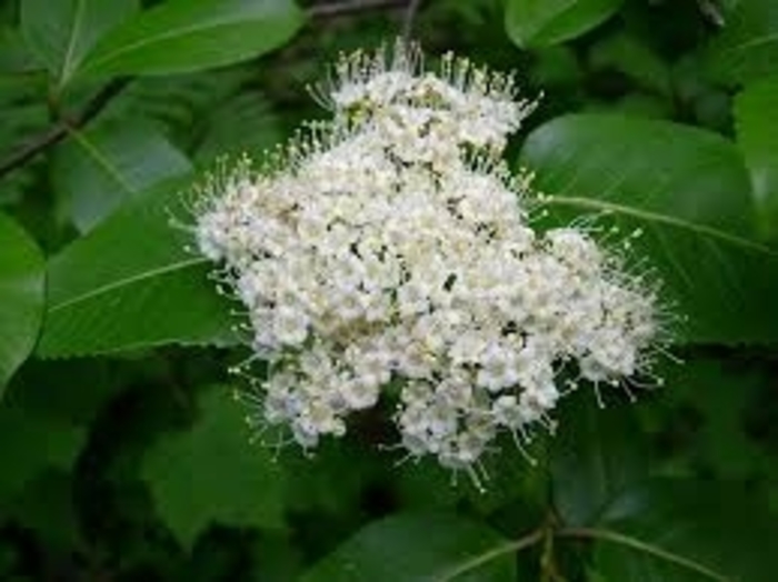 Withrod Viburnum - Viburnum cassinoides from EC Browns Nursery