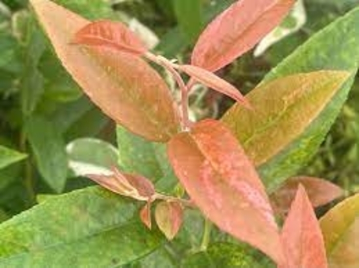 Mint Frost Chinese Flowering Dogwood - Cornus kousa chinensis 'Mint Frost' from EC Browns Nursery
