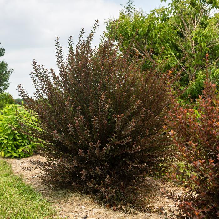 Spicy Devil® Ninebark - Physocarpus opulifolius 'ZLENatalie' PP34244 from EC Browns Nursery