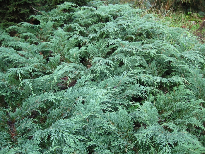 Russian Cypress - Microbiota decussata 'Celtic Pride' from EC Browns Nursery