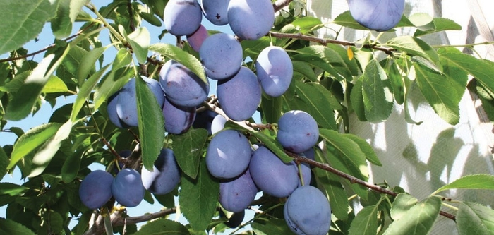 Mt Royal Plum - Prunus domestica 'Mt Royal' from EC Browns Nursery