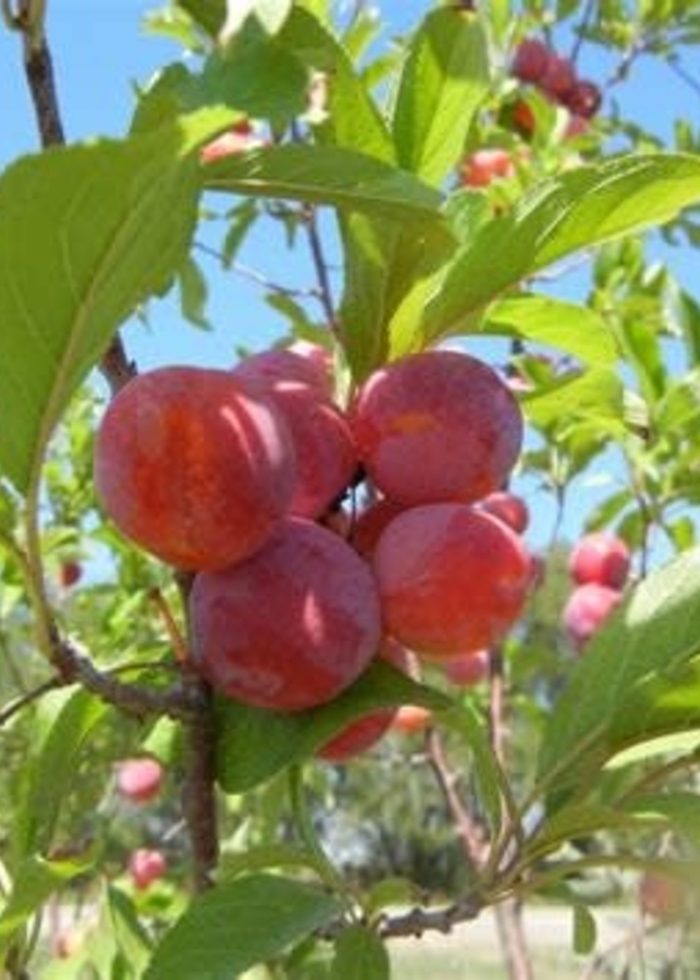 Toka Plum - Prunus domestica 'Toka' from EC Browns Nursery