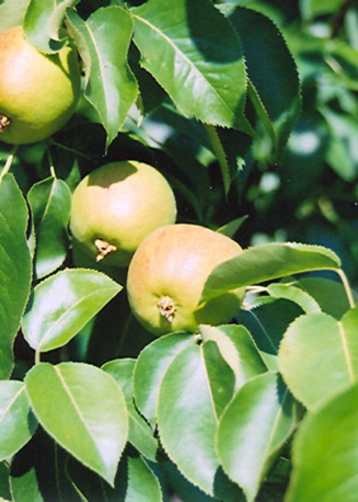 Golden Spice Pear - Pyrus x 'Golden Spice' from EC Browns Nursery