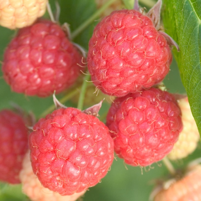 Prelude Raspberry - Rubus 'Prelude' from EC Browns Nursery