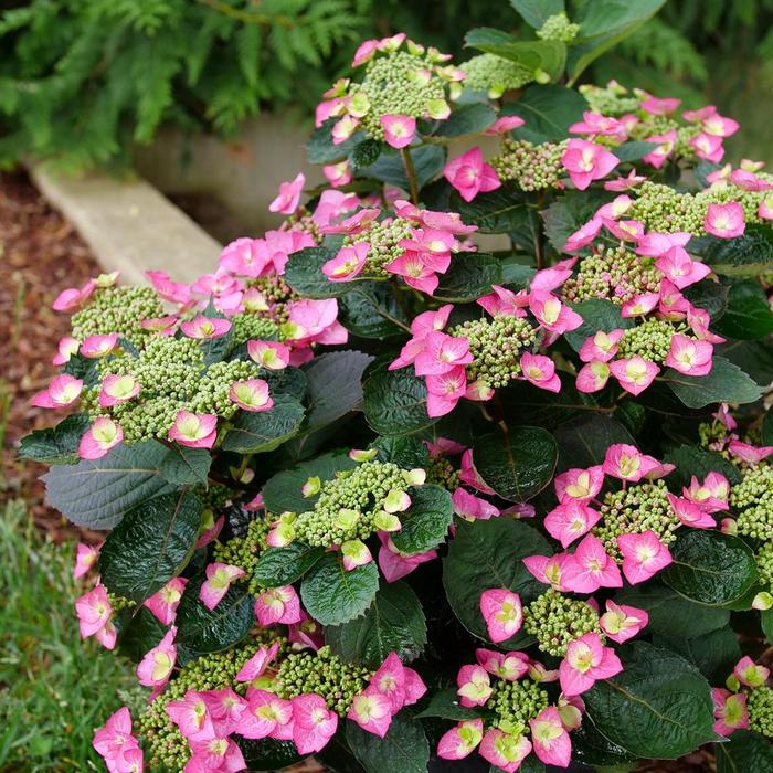 Tuff Stuff Top Fun&reg; Mountain Hydrangea - Hydrangea serrata from EC Browns Nursery