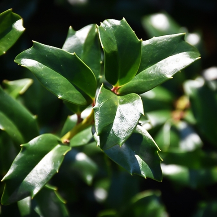 China Boy Holly - Ilex x meserveae 'Mesdob' (Holly) from EC Browns Nursery
