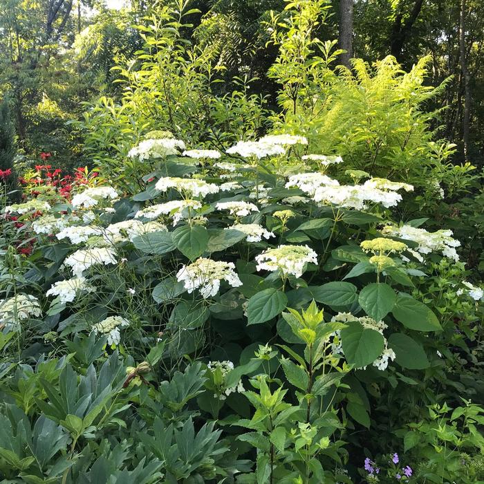 'Haas Halo' Smooth Hydrangea - Hydrangea arborescens PP24783 from EC Browns Nursery