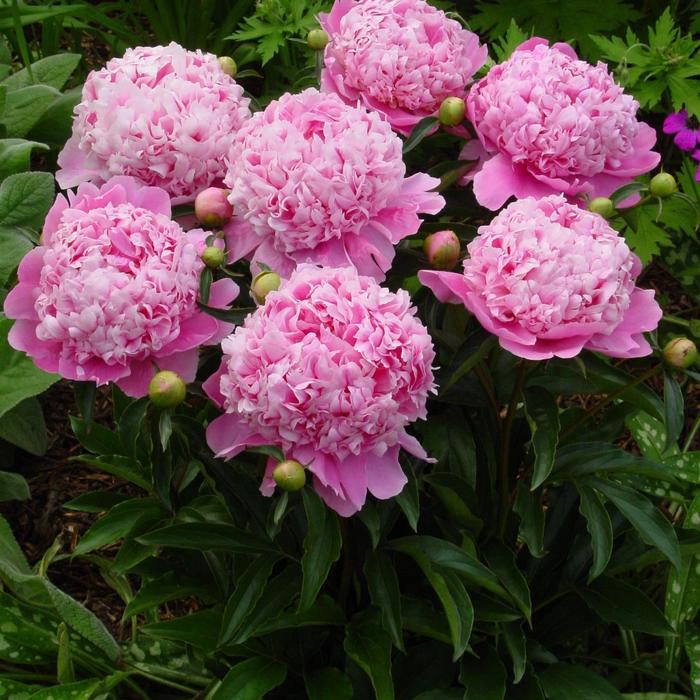 'Monsieur Jules Elie' Garden Peony - Paeonia lactiflora from EC Browns Nursery