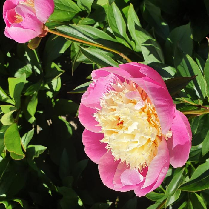 'Bowl of Beauty' Peony - Paeonia lactiflora from EC Browns Nursery