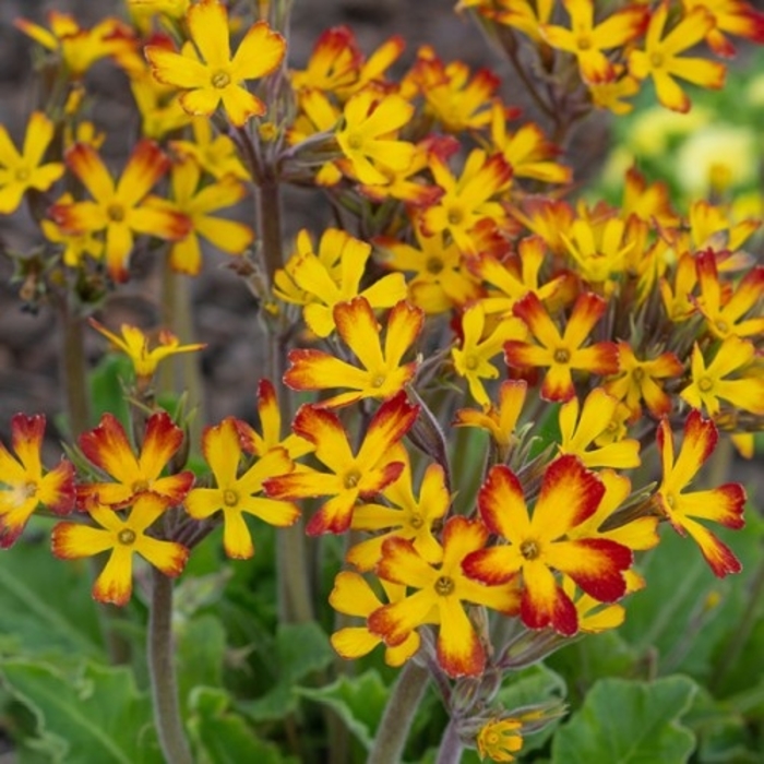 Oakleaf Yellow Picotee Primrose - Primula vulgaris 'Oakleaf Yellow Picotee' (Primrose) from EC Browns Nursery