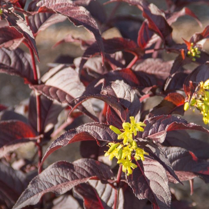 Firefly&trade; Nightglow&trade; - Diervilla splendens 'El Madrigal' PP28060 (Bush-honeysuckle) from EC Browns Nursery