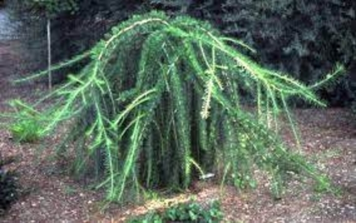 Contorted European Larch - Larix decidua 'Varied Directions' from EC Browns Nursery